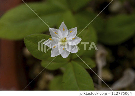 一朵整齊的白色花朵，有 7 個花瓣和 7 個雄蕊。 112775064