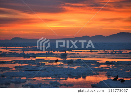 Sunrise and Steller's Sea Eagle resting on drift ice off the coast of Rausu, Shiretoko, Hokkaido 112775067