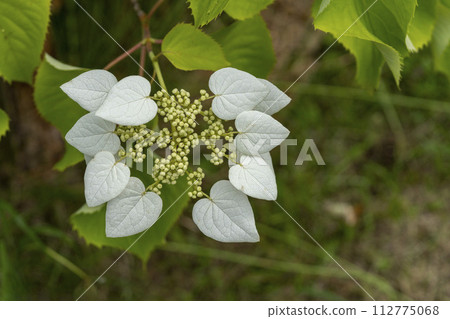 For climbing tall trees and cliffs, Iwagarami blooms for hydrangeas. For climbing tall trees and cliffs, Iwagarami blooms for hydrangeas. 112775068