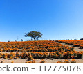 A tree on a hill full of marigolds 112775078