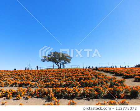 A tree on a hill full of marigolds 112775078