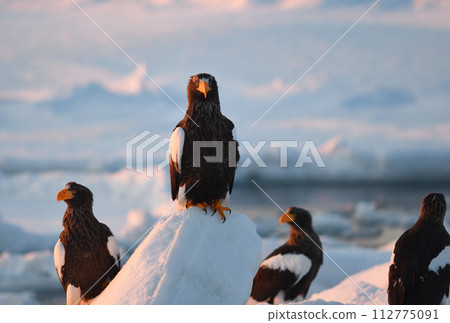 Steller's sea eagle resting on drift ice early in the morning off the coast of Rausu, Shiretoko, Hokkaido Steller's sea eagle resting on drift ice early in the morning off the coast of Rausu, Shiretoko, Hokkaido 112775091