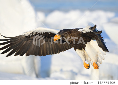 Steller's sea eagle flying over the sea of drift ice off the coast of Rausu, Shiretoko, Hokkaido 112775106