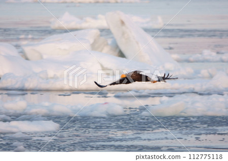 北海道知床羅臼海岸流冰海上空飛翔的虎頭海雕 112775118
