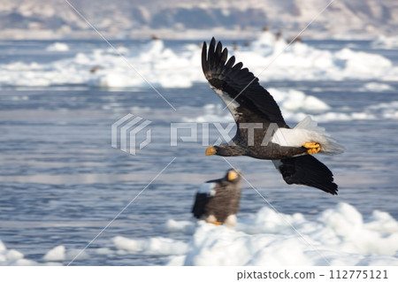 Steller's sea eagle flying over the sea of drift ice off the coast of Rausu, Shiretoko, Hokkaido 112775121