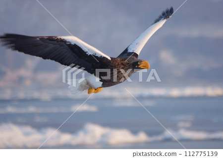 Steller's sea eagle flying over the sea of drift ice off the coast of Rausu, Shiretoko, Hokkaido Steller's sea eagle flying over the sea of drift ice off the coast of Rausu, Shiretoko, Hokkaido 112775139