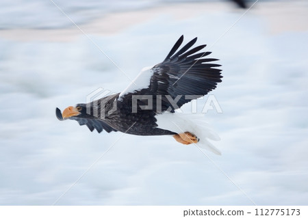 Steller's sea eagle flying over the sea of drift ice in the early morning off the coast of Rausu, Shiretoko, Hokkaido Steller's sea eagle flying over the sea of drift ice in the early morning off the coast of Rausu, Shiretoko, Hokkaido 112775173