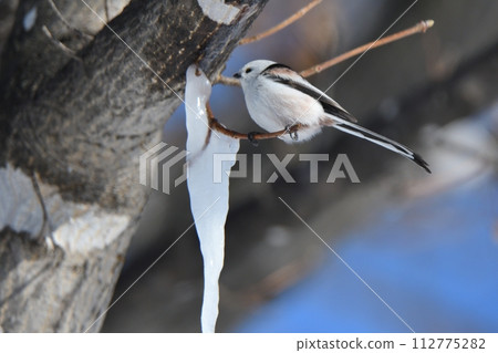 A long-tailed tit licks an icicle formed on a maple tree in a Hokkaido park in winter A long-tailed tit licks an icicle formed on a maple tree in a Hokkaido park in winter 112775282