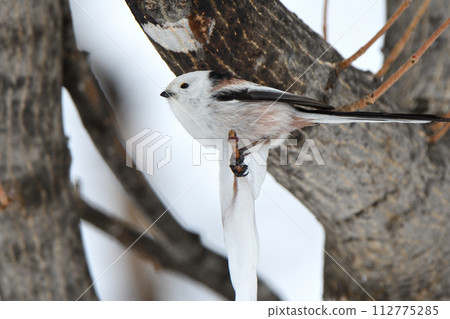 A long-tailed tit licks an icicle formed on a maple tree in a Hokkaido park in winter A long-tailed tit licks an icicle formed on a maple tree in a Hokkaido park in winter 112775285