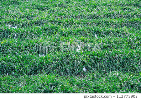Timothy spread all over the place Timothy spread all over the place 112775902