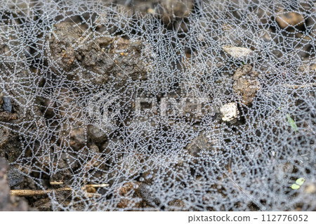 Water droplets on a spider web, close-up 112776052