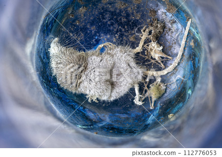 A mouse that fell into a vase and had mold all over its body A mouse that fell into a vase and had mold all over its body 112776053