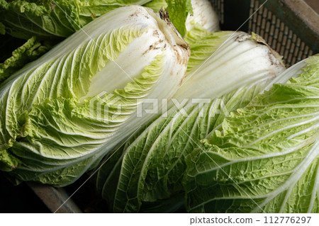 大白菜/蔬菜的形象 大白菜/蔬菜的形象 112776297