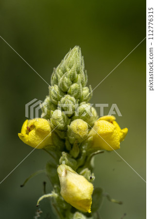 Yellow flower buds attached to the tips of long flower spikes, velvet mullein Yellow flower buds attached to the tips of long flower spikes, velvet mullein 112776315