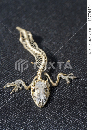 Skeletal corpse of a lizard with some scales remaining Skeletal corpse of a lizard with some scales remaining 112776464