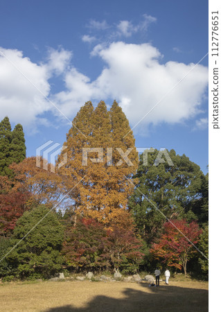 Scenery of people enjoying the yellow leaves of Metasequoia and the autumn leaves of maples Scenery of people enjoying the yellow leaves of Metasequoia and the autumn leaves of maples 112776651