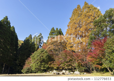 黃色水杉葉和楓葉風景 黃色水杉葉和楓葉風景 112776653