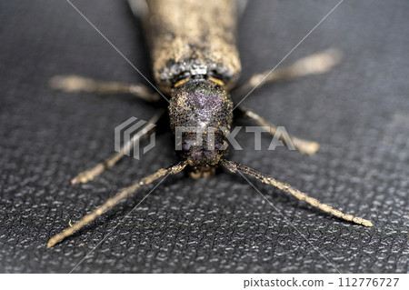 黑色甲蟲的特寫，類似鍬蟲，但觸角形狀不同 112776727