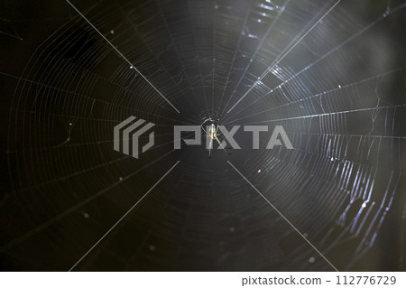 發光蜘蛛網/真正的蜘蛛 112776729