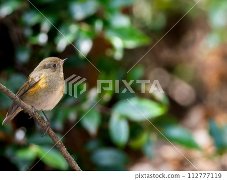 藍腹捕蠅器棲息在樹枝上,複製空間 藍腹捕蠅器棲息在樹枝上,複製空間 112777119