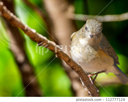 Red-flanked bluetail perching on a tree branch 112777129