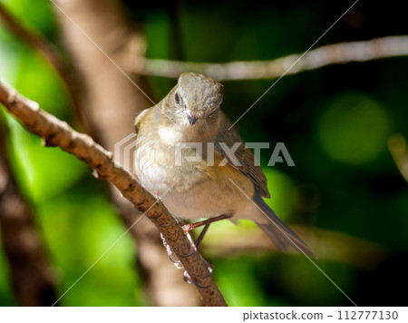 Red-flanked bluetail perching on a tree branch Red-flanked bluetail perching on a tree branch 112777130