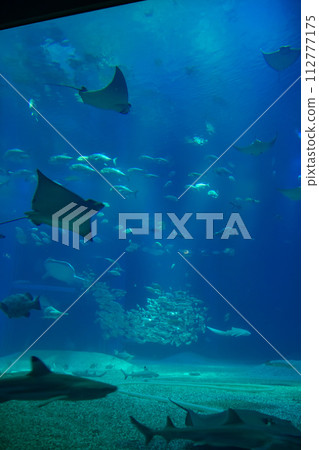 Aquarium Fish swimming comfortably inside the tank Aquarium Fish swimming comfortably inside the tank 112777175