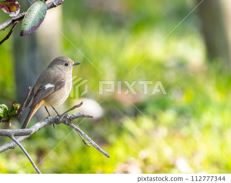 雌性達烏爾紅尾鳥棲息在樹枝上，複製空間 112777344