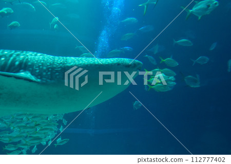 Aquarium Whale shark swimming comfortably inside the tank 112777402