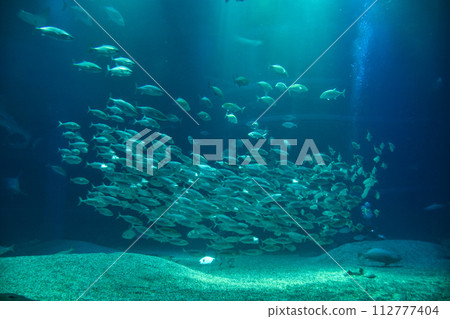 觀賞魚在水箱內舒適地游動 112777404