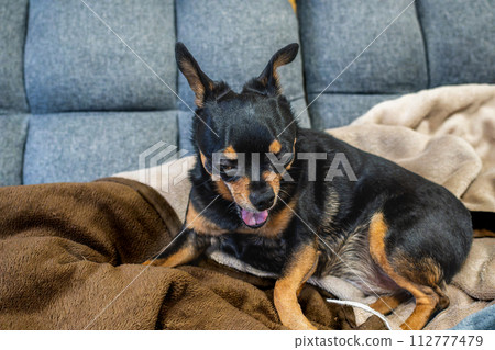 Blanket and small dog/chihuahua/mini pin Blanket and small dog/chihuahua/mini pin 112777479