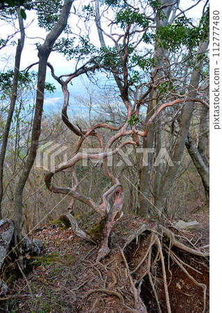 strangely shaped tree strangely shaped tree 112777480