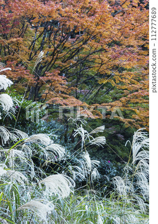 Landscape of autumn leaves of maple and white spikes of pampas grass -2 Landscape of autumn leaves of maple and white spikes of pampas grass -2 112777689