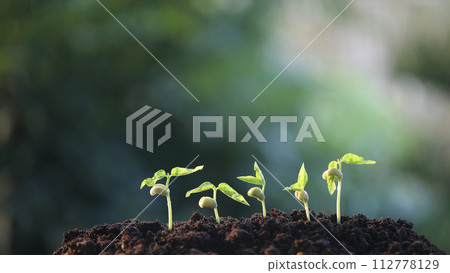 bean sprout growing under sunlight bean sprout growing under sunlight 112778129