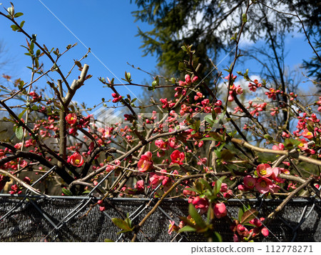 Japanese quince blossom in spring time with blue sky in background 112778271