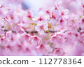 Kawazu cherry tree 112778364