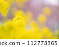 Rape blossoms 112778365
