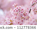 Kawazu cherry tree 112778366