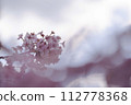Kawazu cherry tree 112778368
