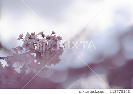 河津櫻花 112778368