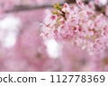 Kawazu cherry tree 112778369