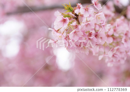 河津櫻花 112778369