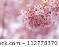 Kawazu cherry tree 112778370