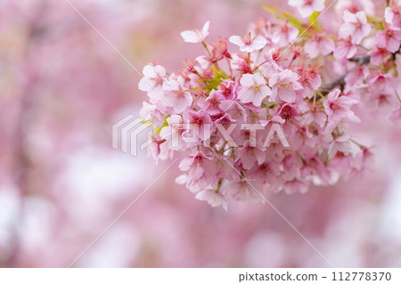 河津櫻花 112778370