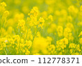 Rape blossoms 112778371