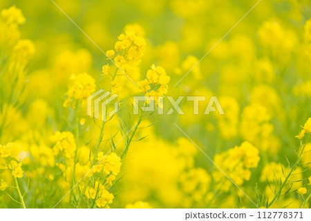 Rape blossoms 112778371