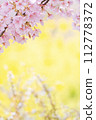 Kawazu cherry blossoms on the back of rape blossoms 112778372