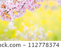 Kawazu cherry blossoms on the back of rape blossoms 112778374