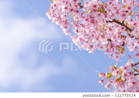 Kawazu cherry tree and blue sky Kawazu cherry tree and blue sky 112778524