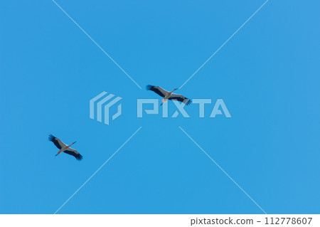 A pair of flying large birds of white storks as a symbol of trust between partners in relationships and in family life, during which it is necessary to support each other 112778607